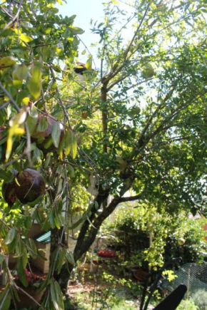 Il Castagno B&B